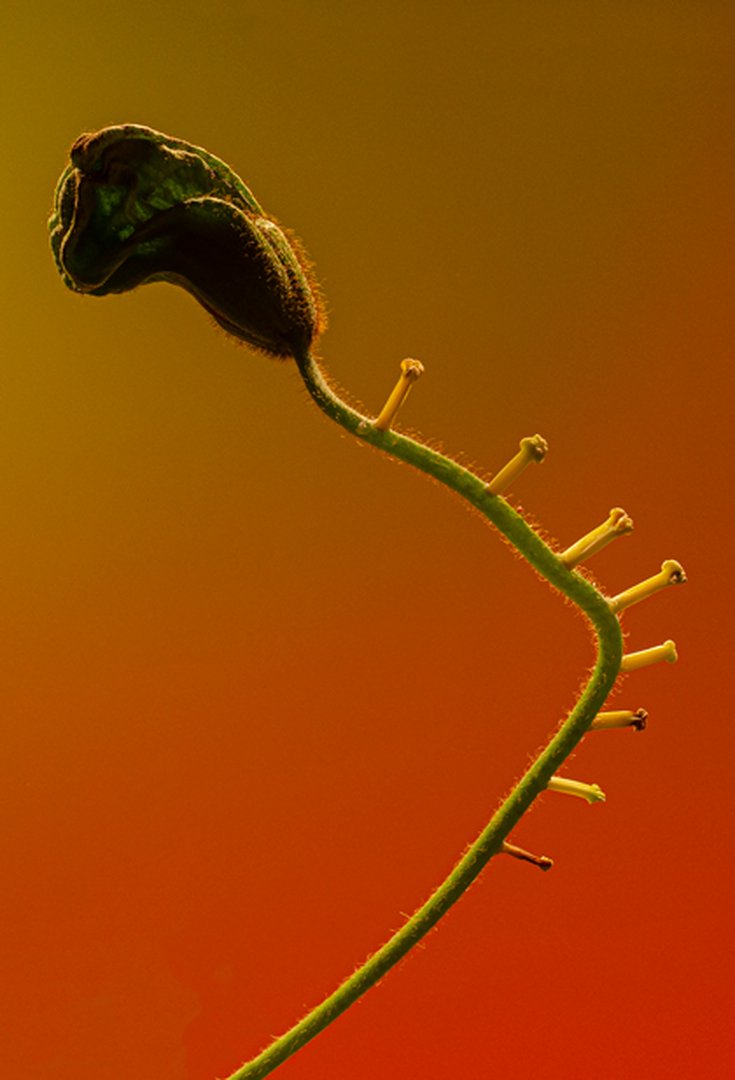 Option Photographie – 2021