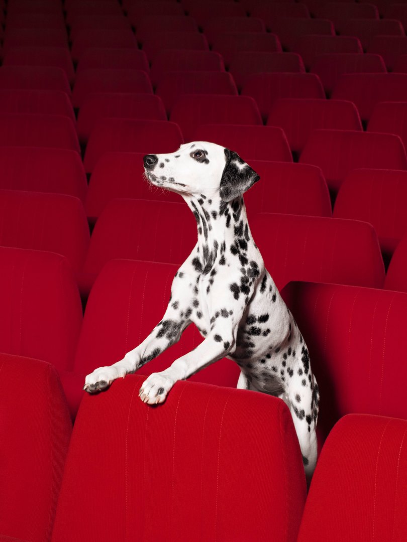 Screening of the BA diploma films 2018