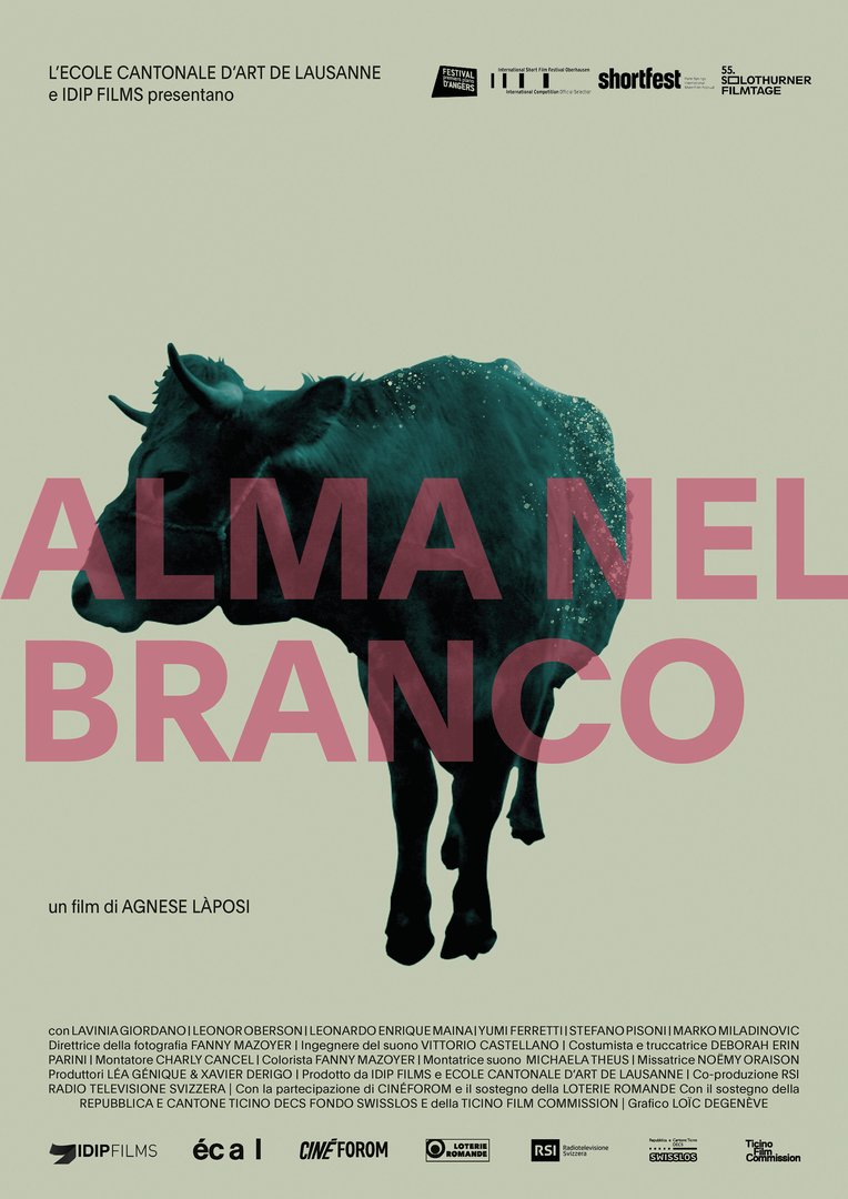 Alma in the herd