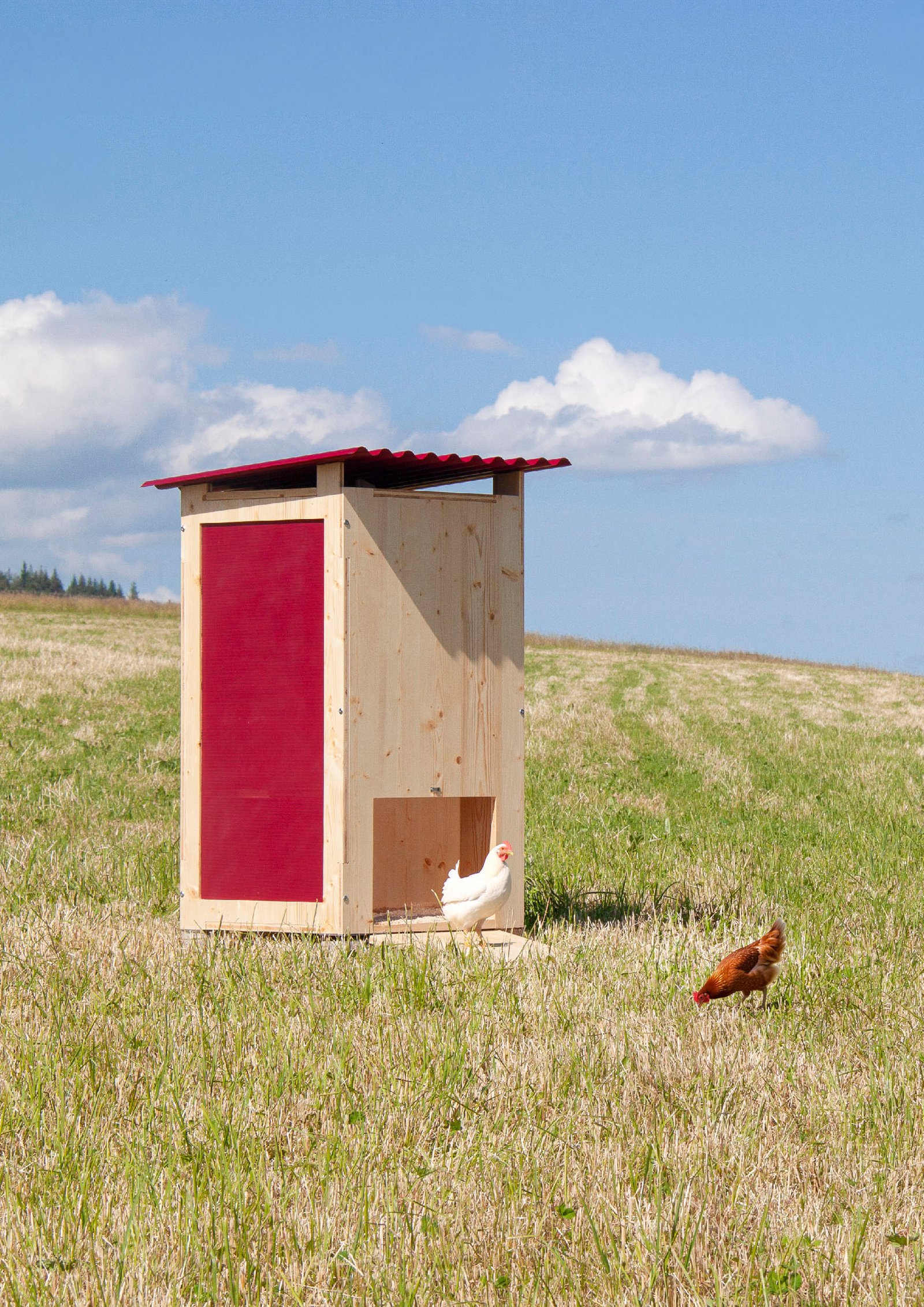 Rooster