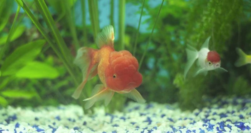 Carte blanche ECAL Cinéma