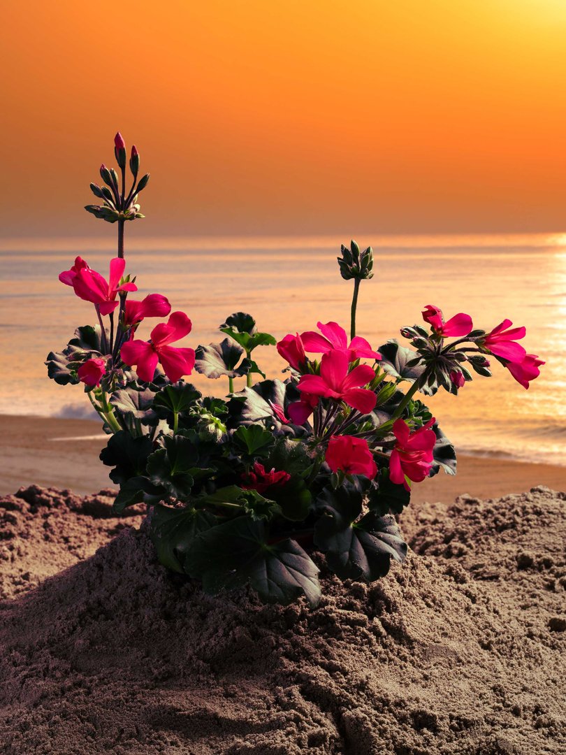 Yann Difford – Is it a mirage or an oasis?