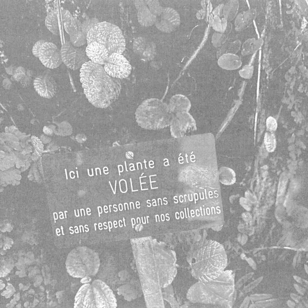 Asia Lapai – ICI UNE PLANTE A ÉTÉ VOLÉE PAR UNE PERSONNE SANS SCRUPULE ET SANS RESPECT POUR NOTRE COLLECTION